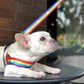 Rainbow Dog Lead With Stars