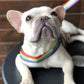 Rainbow Dog Lead With Stars