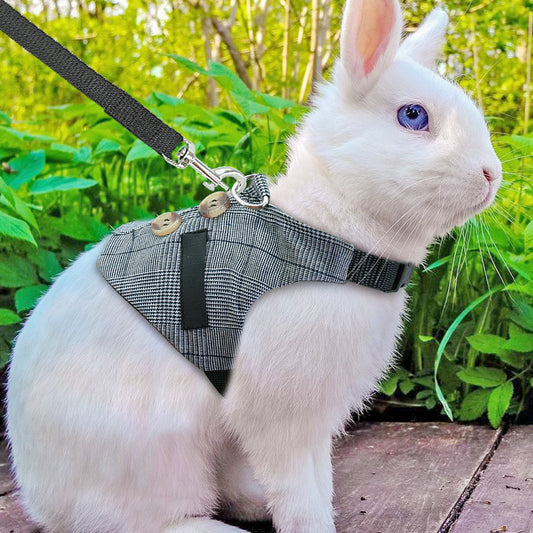 Rabbit leash rabbit dress - Pet Perfection