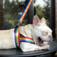 Rainbow cool dog chain dog leash - Pet Perfection