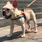 Rainbow cool dog chain dog leash - Pet Perfection