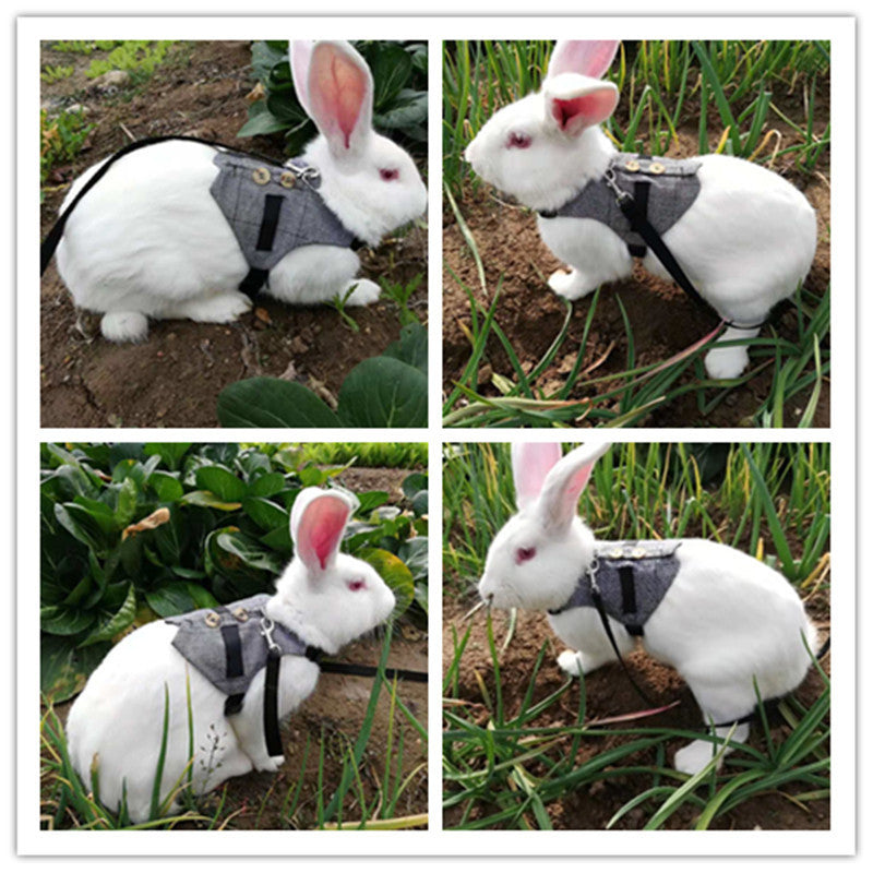 Rabbit leash rabbit dress - Pet Perfection